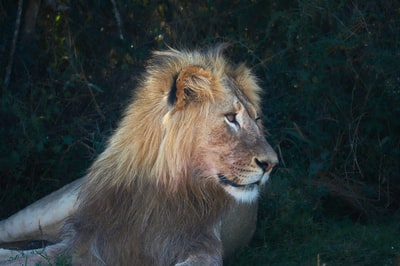 During the day the lion lying on the grass
